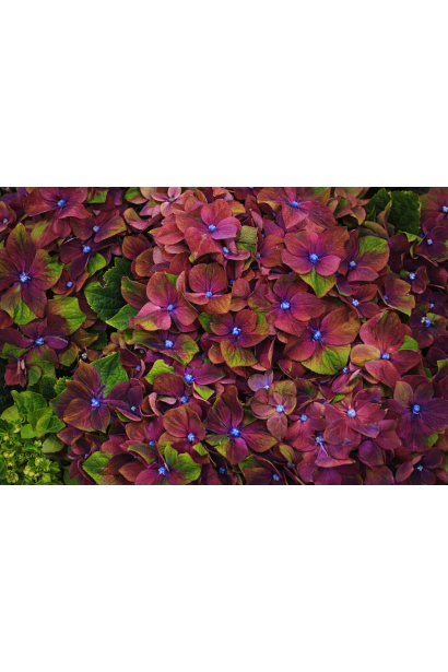 Hydrangea macrophylla Glossy Lips